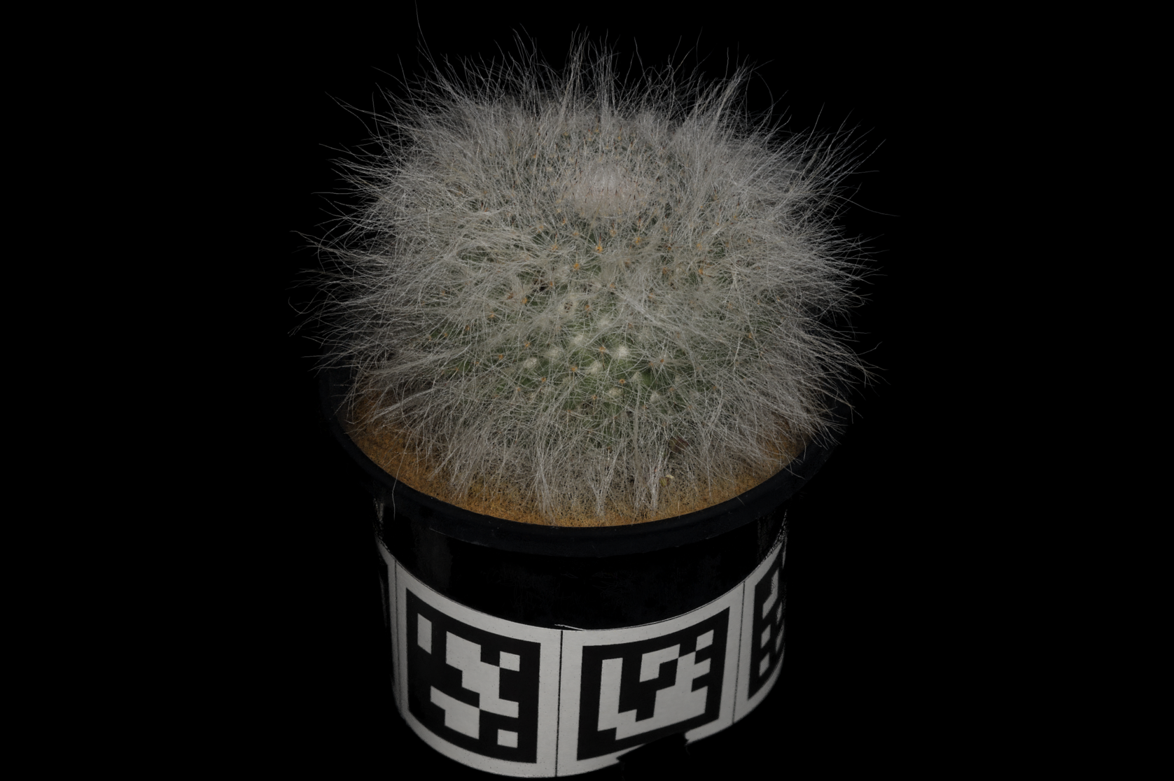 Cactus 1 reconstruction