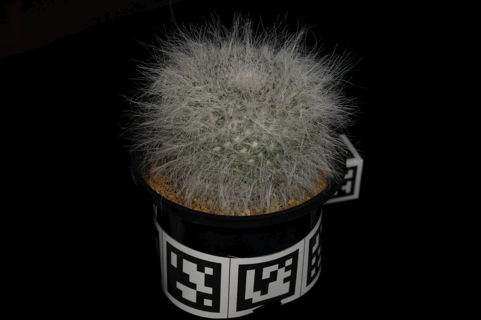 Cactus 1 reference photograph