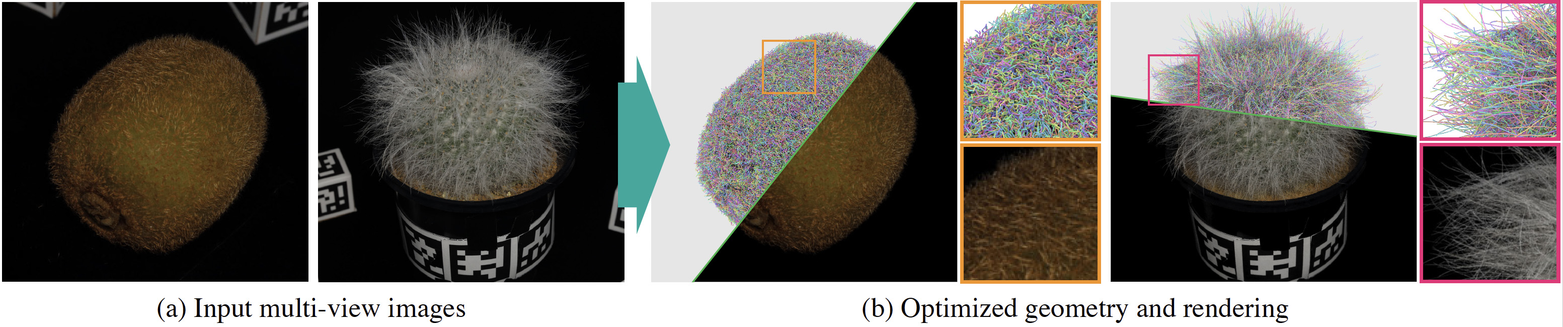 Left: input multi-view photographs of a kiwi fruit and a hairy cactus. Right: the same objects reconstructed as collections of colored line primitives, with close-ups of the recovered fibers and the final renderings.